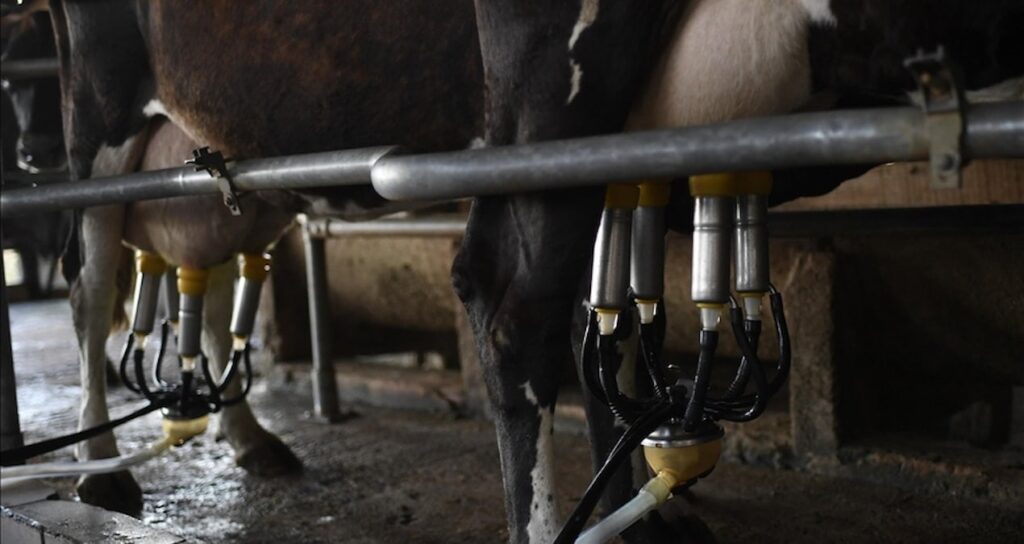 toplanan inek sutu miktari haziranda 934 bin 745 ton oldu 6HPF9LYu