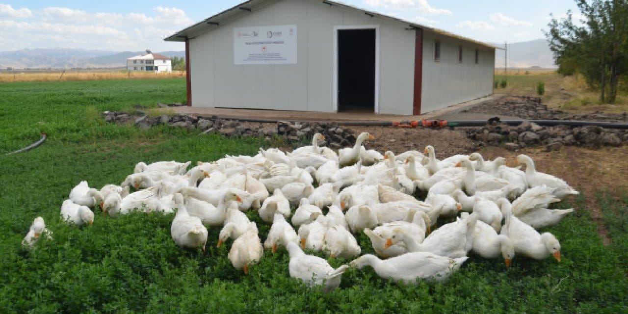 2 bin kaz yavrusu musa kondu 2nw6Nwtl