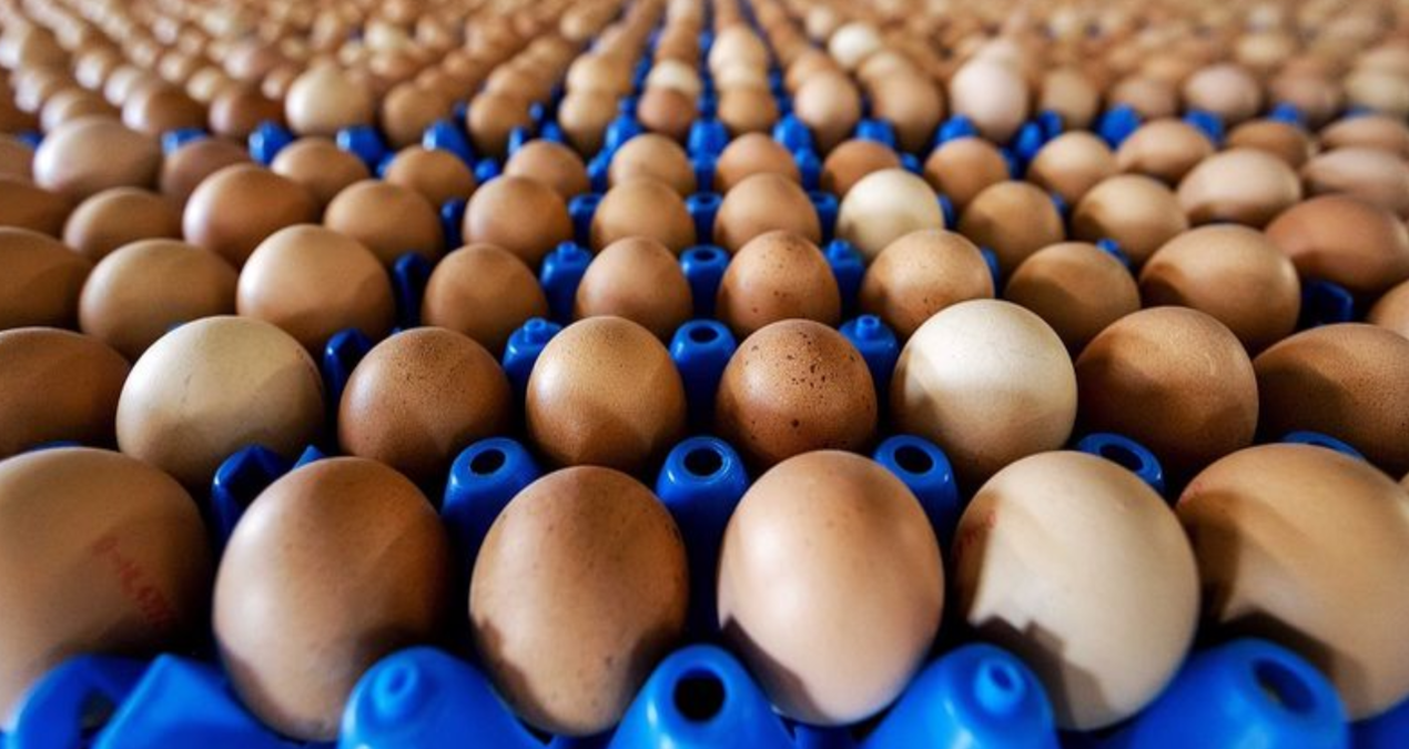 abddeki kus gribi krizi turkiyenin yumurta ihracatini yuzde 406 arttirdi E9pePXSV