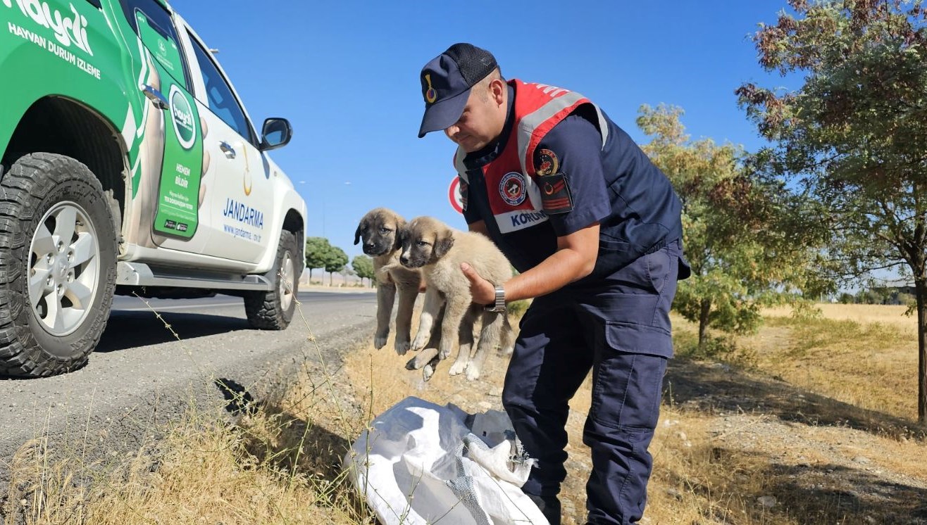 musta cuval icerisinde yavru kopekler bulundu uLjcTm4p