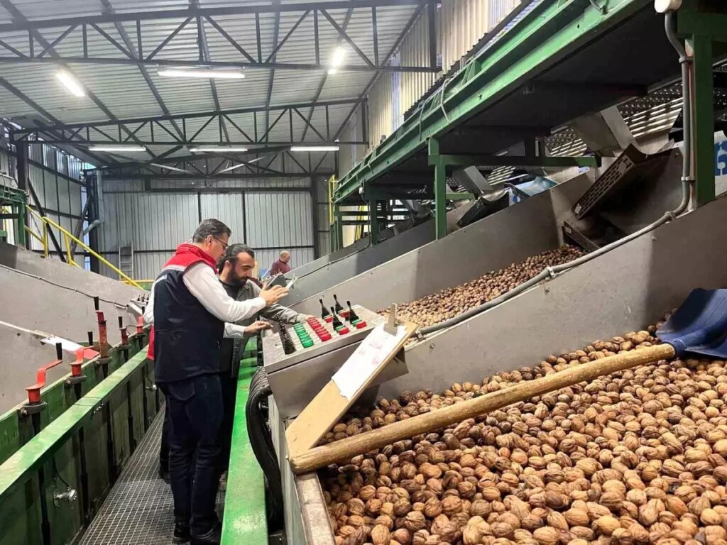 ceviz uretimi destekleniyor iQIs9Ud7.jpg