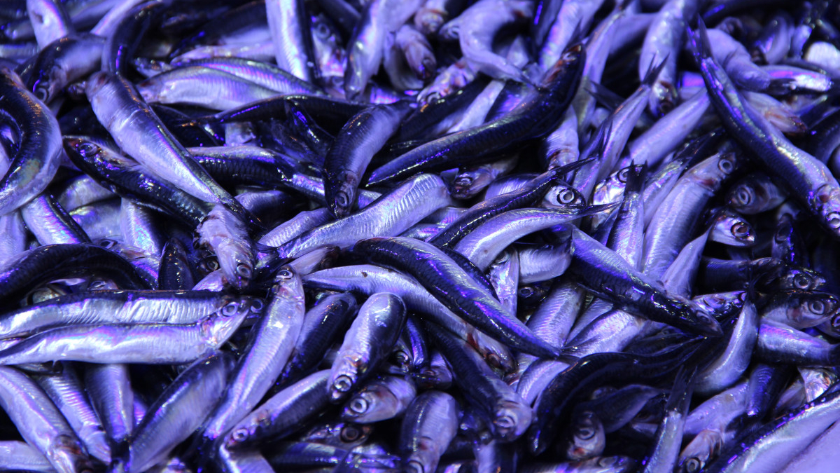 corumda hamsinin kilosu 40 liraya dustu kuyruk olustu y6ggI6ry.jpg