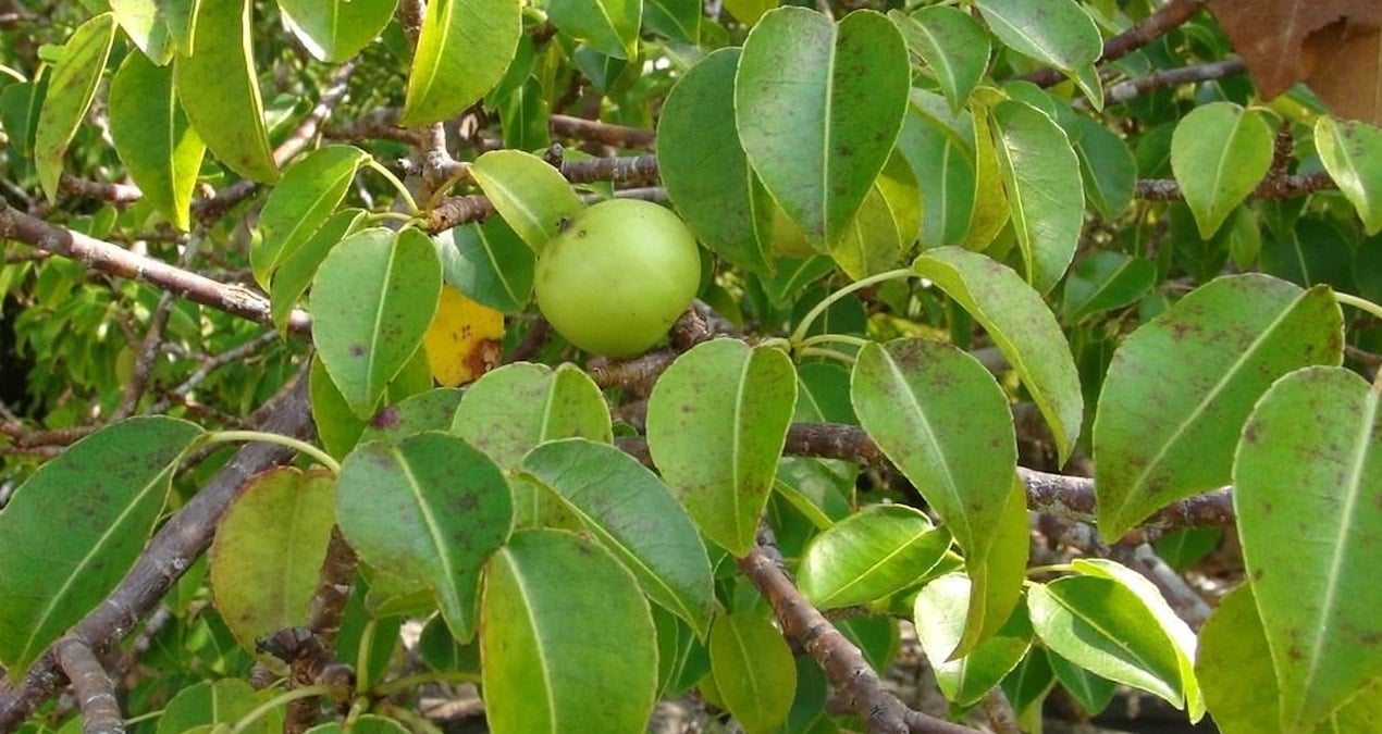 Dikkat! Bu Meyve Son Derece Zehirli: Mancinella Ağacı